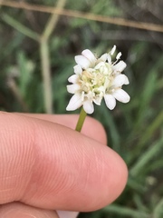 Pycnocomon rutifolium