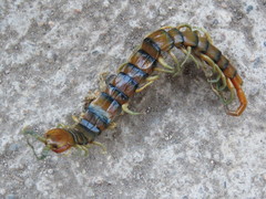 Scolopendra polymorpha