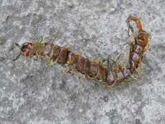 Scolopendra polymorpha