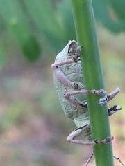 Compsus auricephalus