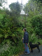 Coprosma propinqua
