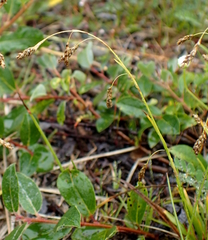 Carex krausei
