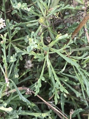 Pycnocomon rutifolium