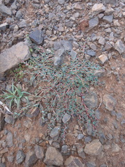 Euphorbia inaequilatera