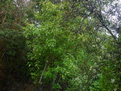Coprosma propinqua
