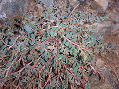 Euphorbia inaequilatera