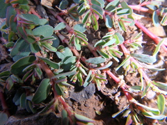 Euphorbia inaequilatera