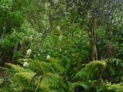 Coprosma propinqua