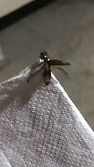 Pyrophorus divergens