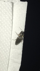 Pyrophorus divergens