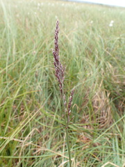 Arctagrostis latifolia