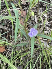 Vigna vexillata angustifolia