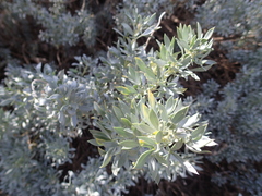 Adenocarpus hispanicus