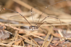 Leuronychus pacificus