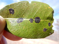Trabutia quercina