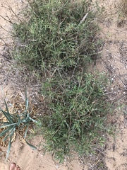 Pycnocomon rutifolium