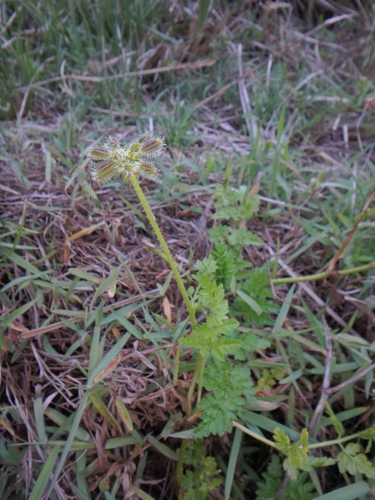 Daucus incognitus, 2016-11-07