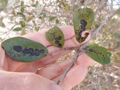 Trabutia quercina