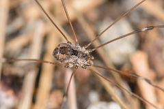 Leuronychus pacificus