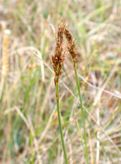 Carex simpliciuscula