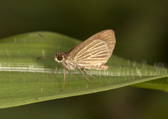 Parphorus decora