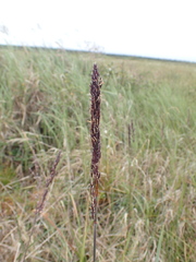 Arctagrostis latifolia