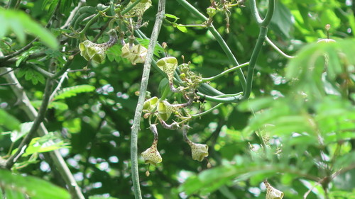 Ceropegia distincta