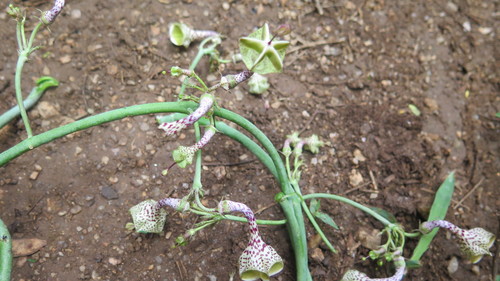 Ceropegia distincta
