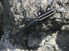 Claeoderes radulirostris