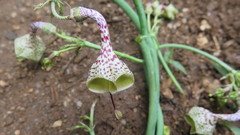 Ceropegia distincta