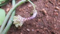 Ceropegia distincta
