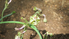 Ceropegia distincta