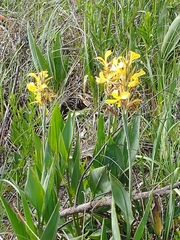 Canna glauca