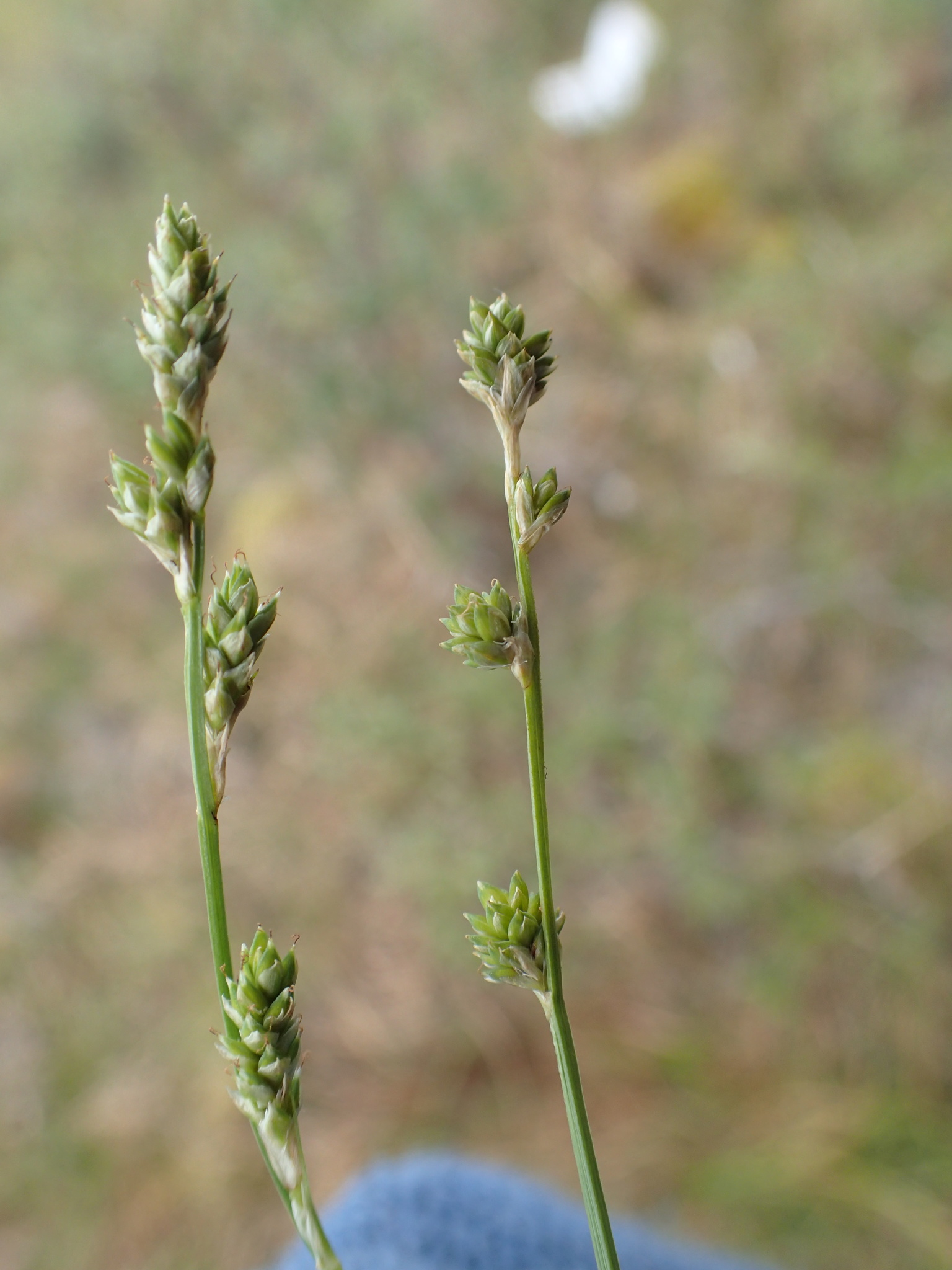 Carex lapponica