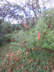Kniphofia thomsonii
