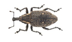 Lepyrus palustris