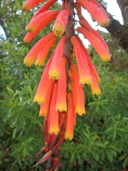 Kniphofia thomsonii