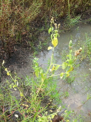 Sphenoclea zeylanica
