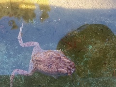 Sclerophrys mauritanica