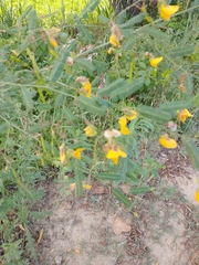 Aeschynomene montevidensis