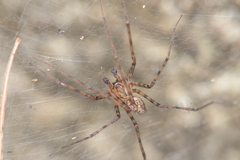 Calymmaria lora