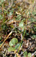 Carex capillaris fuscidula