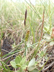 Carex rotundata