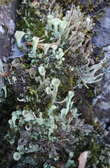 Cladonia deformis