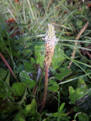 Plantago palmata