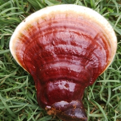Ganoderma