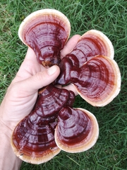 Ganoderma