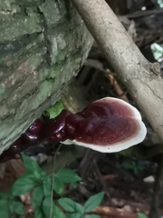 Ganoderma