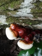 Ganoderma