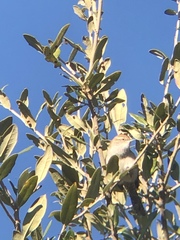 Thryomanes bewickii